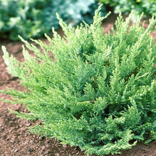 Ялівець козацький 