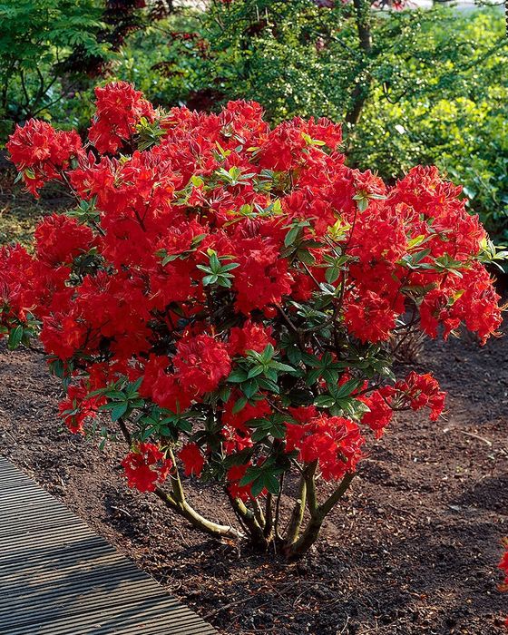 Crosswater Red (2х річний)