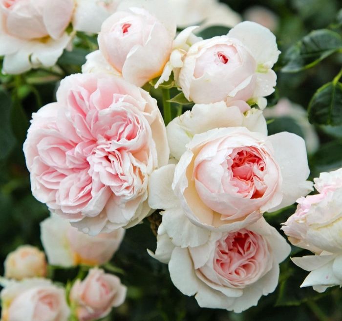 Сабріна (SABRINA)