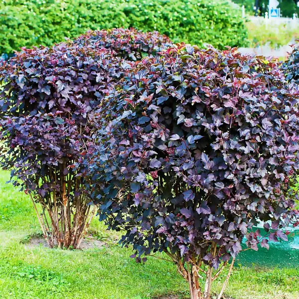 Пухироплідник калинолистний Шух  ( Physocarpus opulifolius Schuch )