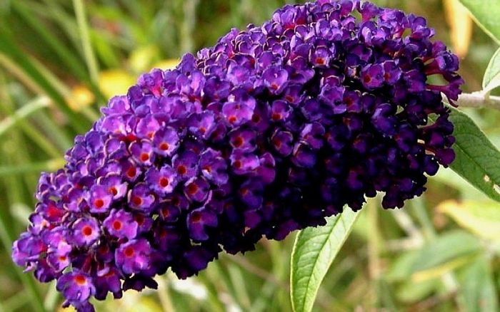 Будлея Black Knight