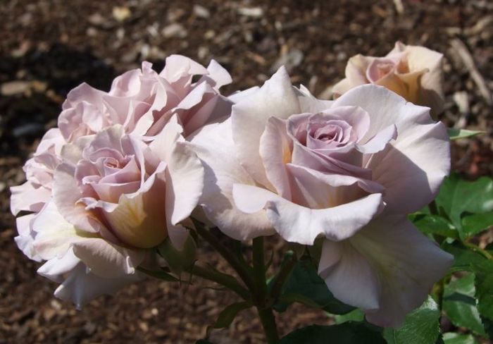 Стефан Руло (Stephen Rulo)