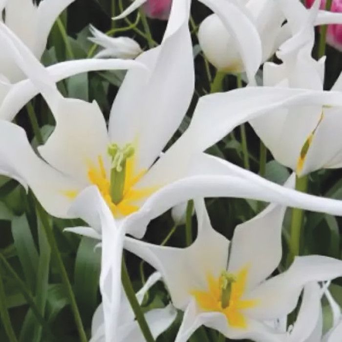 Тюльпан White Star (Вайт Стар) 10/11