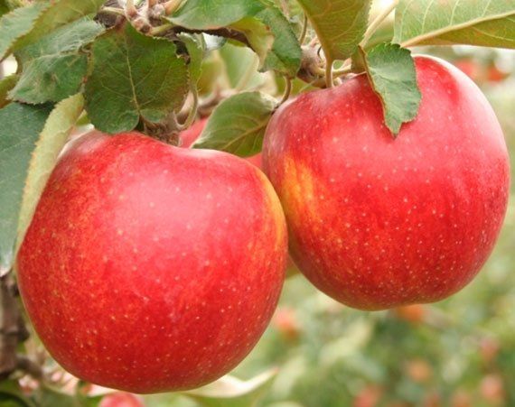 Джонаголд Ерлі Квін