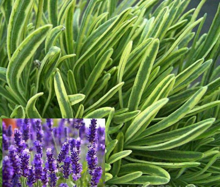 Лаванда вузьколисна Платінум Блонд (Lavandula Platinum blond)