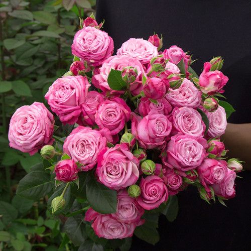 Леді Бомбастік