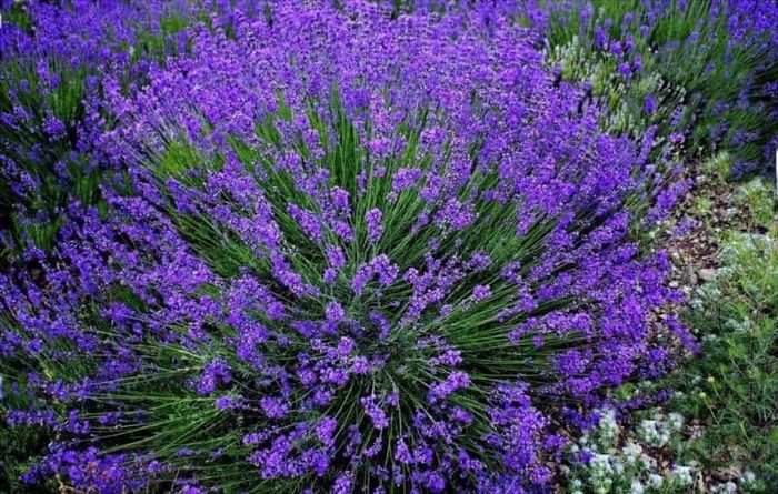 Лаванда вузьколисна Гродно (Grosso)