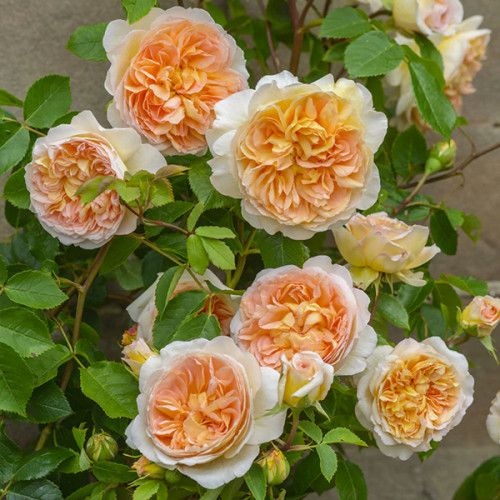 Батшеба (Bathsheba)