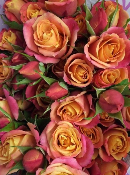 Сонора (Sonora)