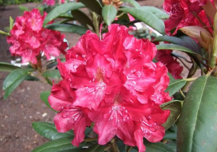 Kazimierz Wielki 3 річний