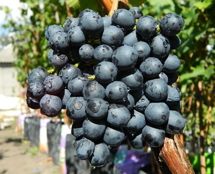 Кишмиш Чорний ізумруд