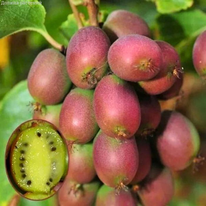 Женева (Geneva) 1 річна