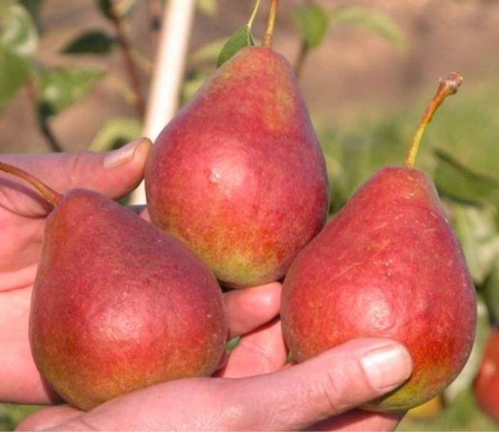 Диколор 2х річка