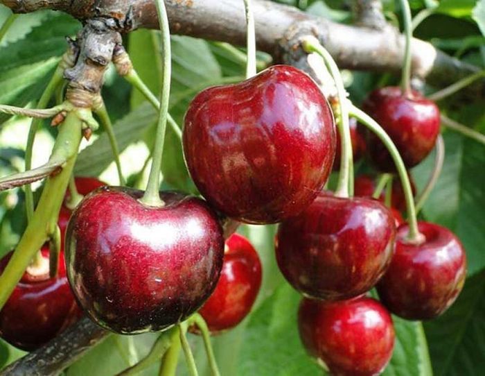 Василіса (рання)