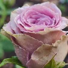 Byzantine (Візантія)