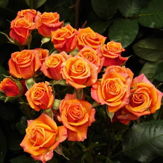 Оранж Бебі (Rose Orange Baby)