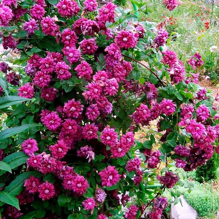 Клематис Purpurea Plena Elegans