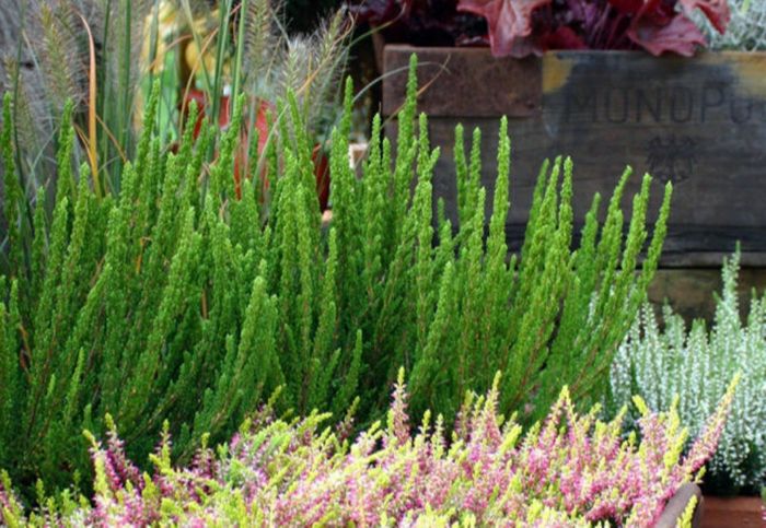 Верес Зелія (Zelia) 0.5 л