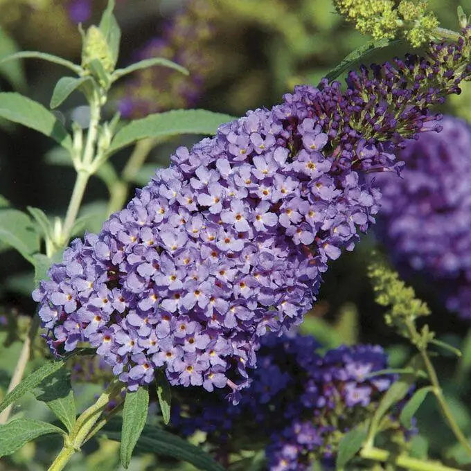 Будлея Скай Блю