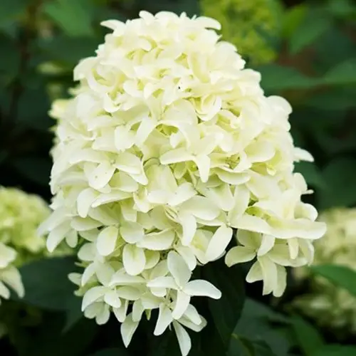 Гортензія волотиста Літл Спукі (Little Spooky) 2 річна