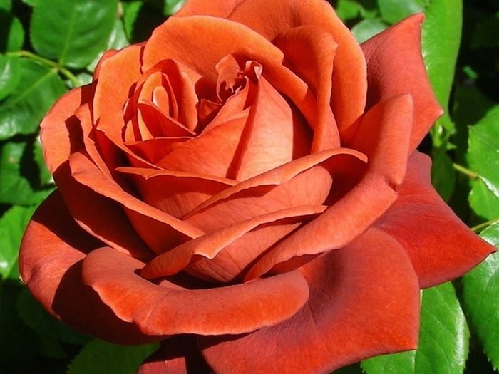 Терракота (Terracotta)