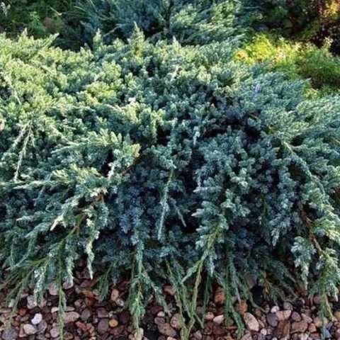 Ялівець Holger (Холгер) С2