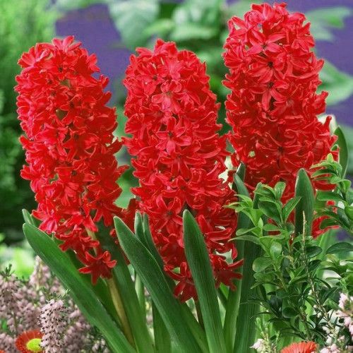 Гіацинт Jan Bos 14/15 (р9)