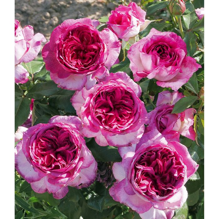 Тьєррі Маркс 