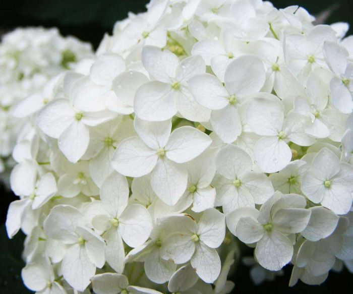 Гортензія крупнолиста Саксон Бріджит Вайт