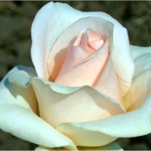 Клер Оушен (Clear Ocean)