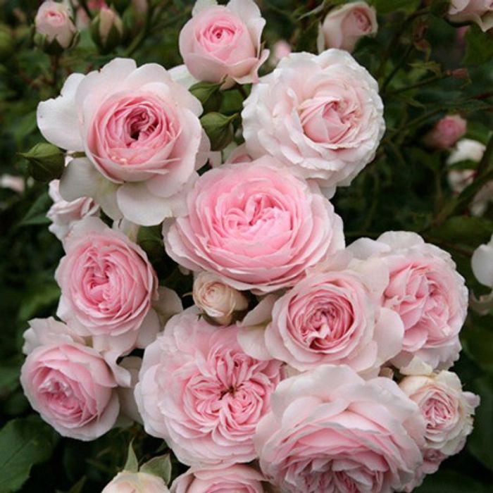 Лариса (Larissa)