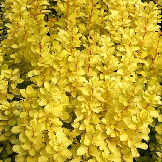 Барбарис Тунберга Марія р9