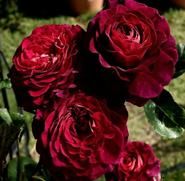 Крістіан Тетдуа (Christian Tetedoie )