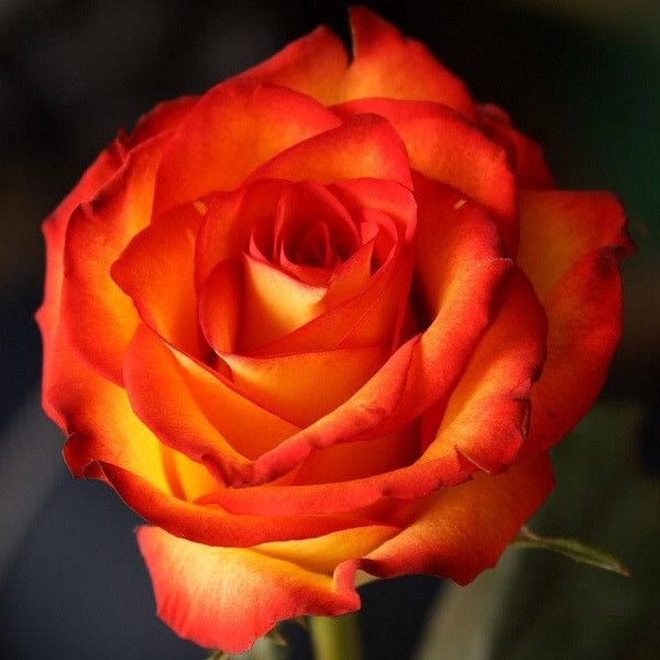 Хай Меджик (High Magic)