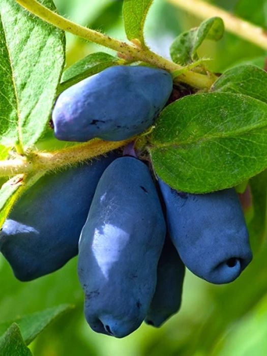 Спокуса 1 річна