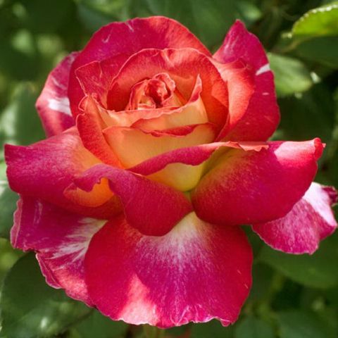 ВеликийТеатр (Bolshoi Teatr)