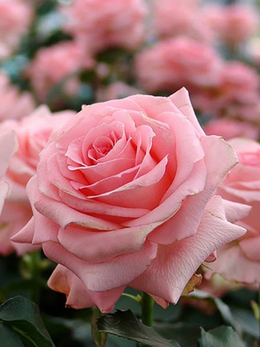 Нобіліс (Nobilis)