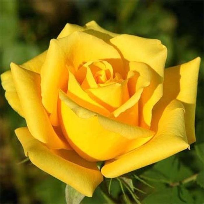 Ландора (Landora)