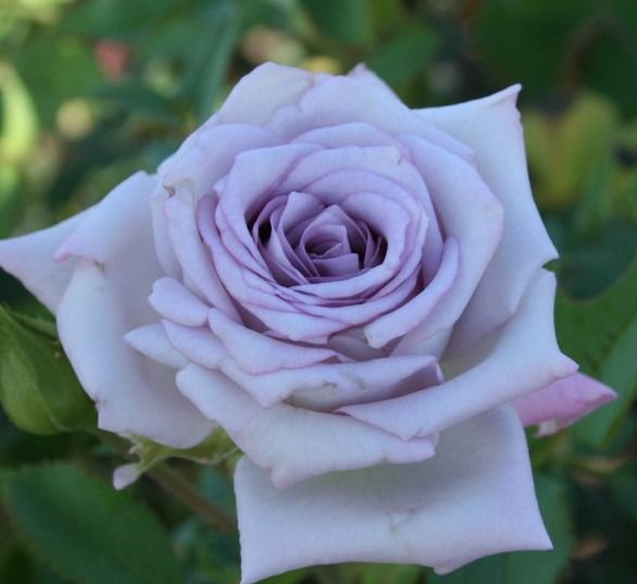 Бойфренд (Оушен Сонг) Boyfriend (Ocean Song)