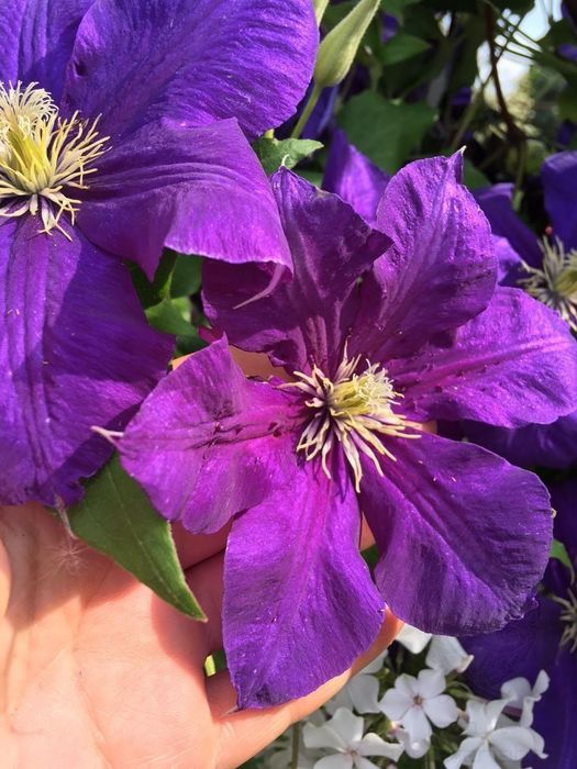 Клематис Салют