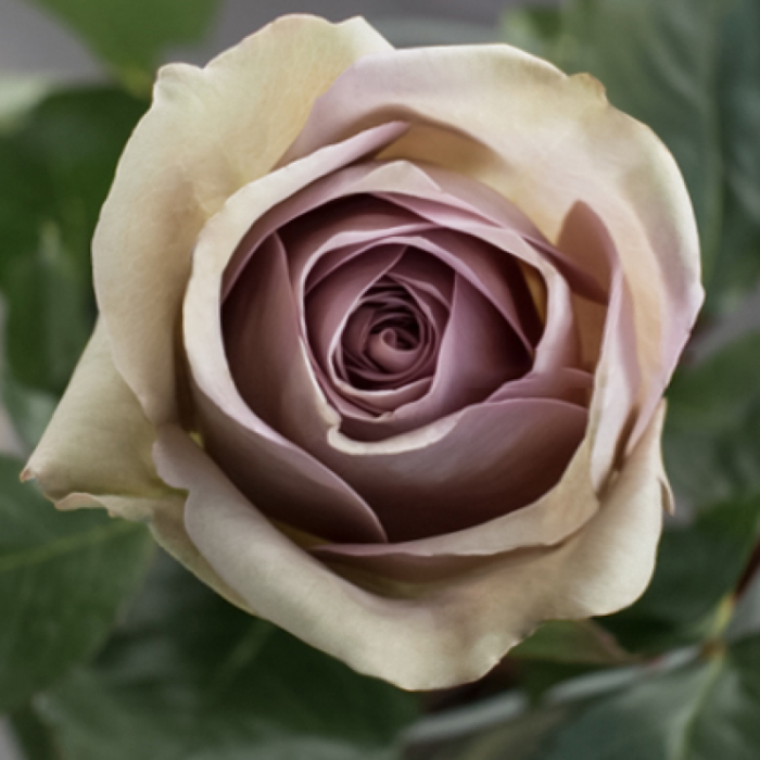 АМНЕЗІЯ (AMNESIA)