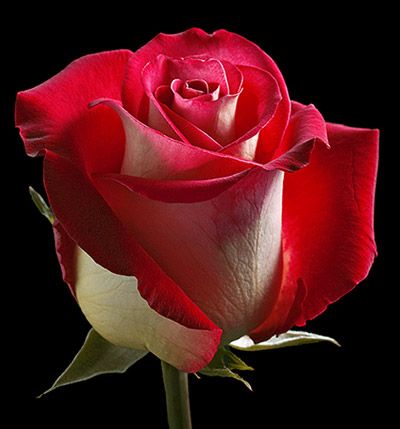 Френдшип (Friendship)