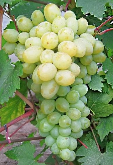 Богатянівський