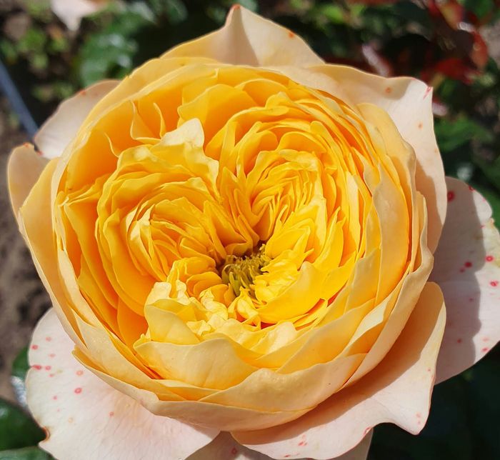 Голден Вувузела 