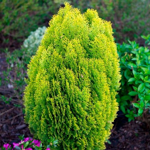 Туя східна Ауреа Нана (Thuja orientalis Aurea Nana) C2