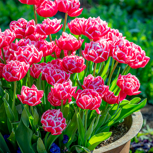 Тюльпан махровий Columbus 10/11