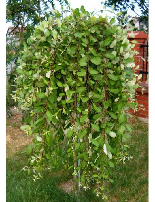 Верба козяча Пендула