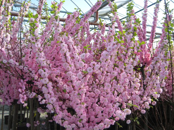 Мигдаль трилопатевий рожевий (Луїзіанія)