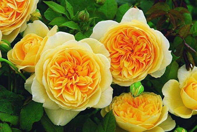 Тізінг Джорджія (Teasing Georgia)