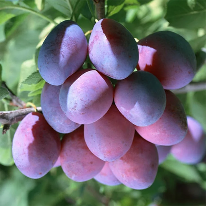 Киргизська Превосходна